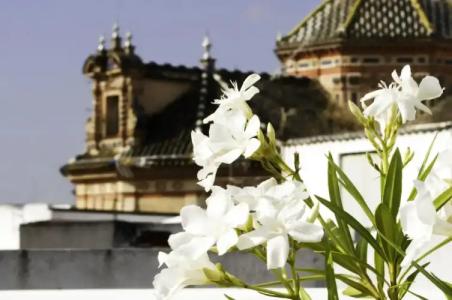 Un Patio al Sur - 34