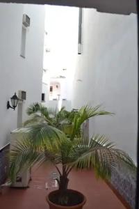 Toboso Chaparil - 115