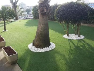 Bonsol ADULTS ONLY - 27