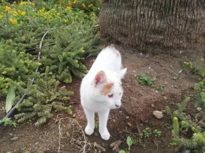 Uysal Motel Beach - 75