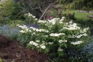 Wisteria Lodge, Launceston