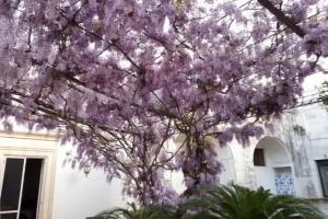 Bed & Breakfast «Terrazzo dei Sogni B&B», Salve
