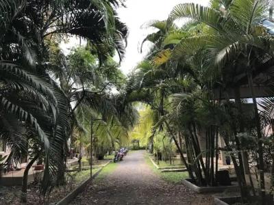 Coconut Bungalow - 63