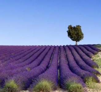 InterContinental Marseille - Dieu, an IHG - 26