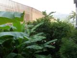 Standard Double room with garden view