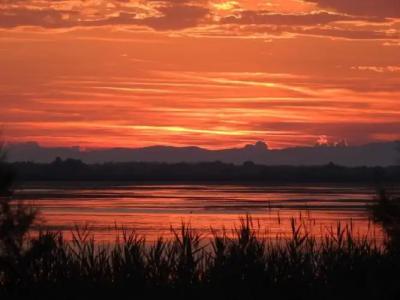 Les Palmiers En Camargue - 49