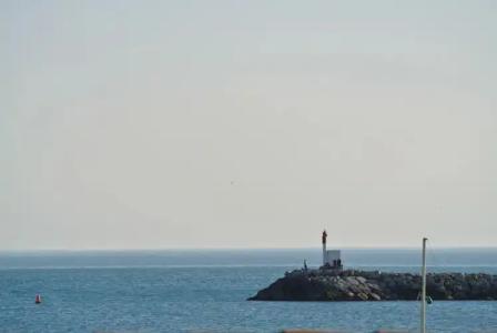 Les Palmiers En Camargue - 16