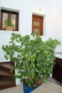 Semiramis Guesthouse - 119