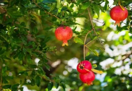 Paradise Resort - 21