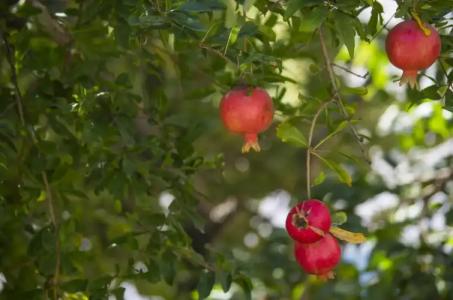 Paradise Resort - 39