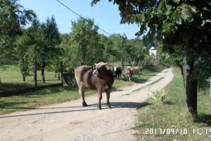 Szeruskert vendeghaz Szarvasko, Felsotarkany