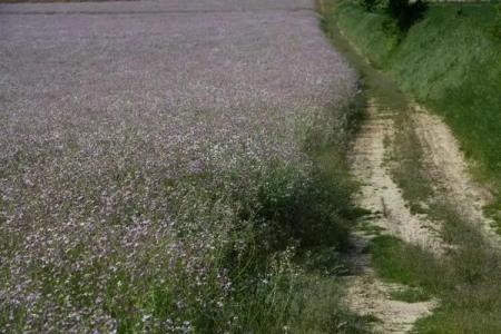 Palazzo Brunamonti - 6