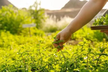 Al Bustan Palace, A Ritz-Carlton - 32