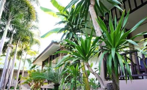 Lamai Inn 99 Bungalows - 314