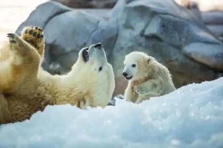 Sea World Resort - 14