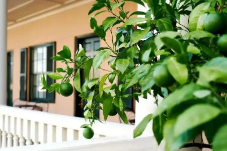 Planters Inn - Charleston - 39