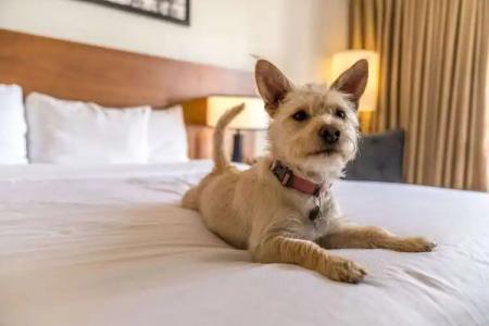 116, A Coast Bellevue - 4