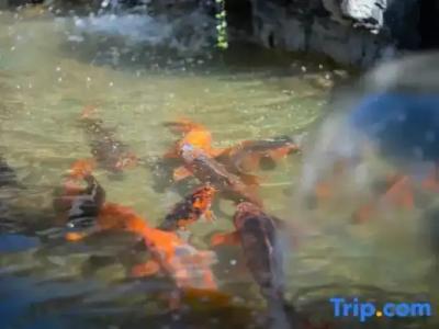 Sheraton Grand Mirage Resort Gold Coast - 60