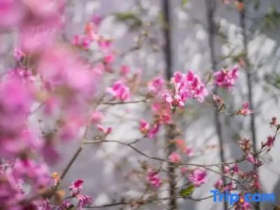 Sheraton Grand Mirage Resort Gold Coast - 61