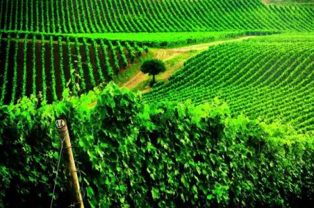 Borgo Conde Wine Resort - 26