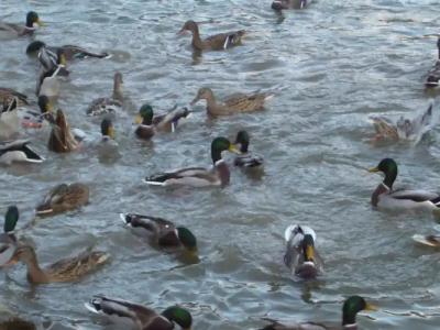 Yedigoller & Restaurant - 45