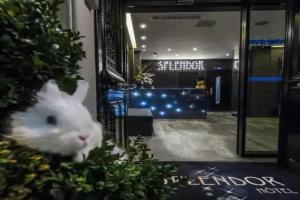 Hotel Splendor Elysées