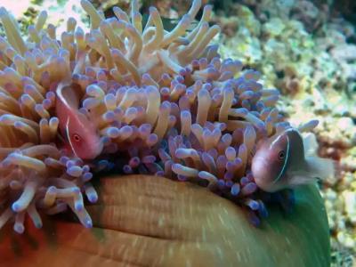 Sara Beachfront Boutique Resort - 27