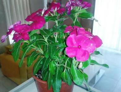 Lighthouse Lydia Villas - 50