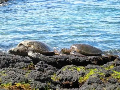 Hilo Reeds Bay - 24