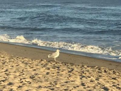 Ocean Surf Resort - 11