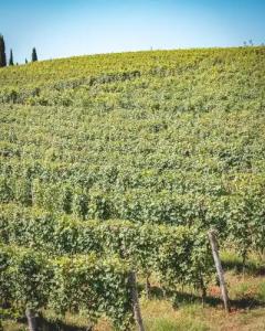 Arborina Relais - 34