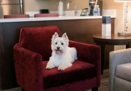 Residence Inn by Marriott Chicago Downtown/Loop - 13