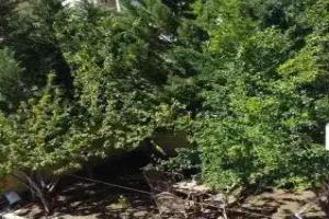 The Three Guest House