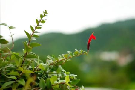 Proud Phu Fah Hip & Green Resort - 32