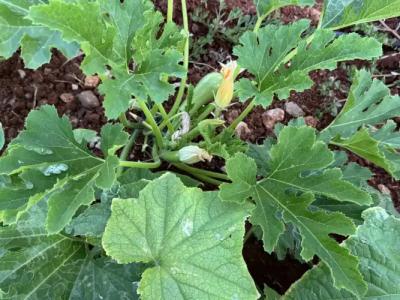 Royal Heights Resort Villas & Spa - 115