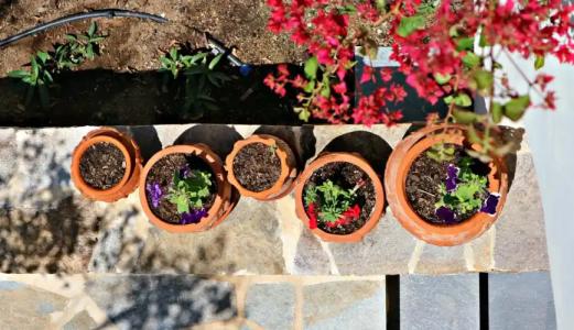 Proteas & Suites - 36