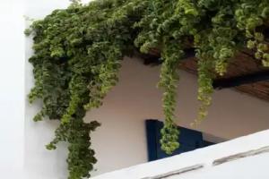 Antonina Hotel, Agia Anna Naxos