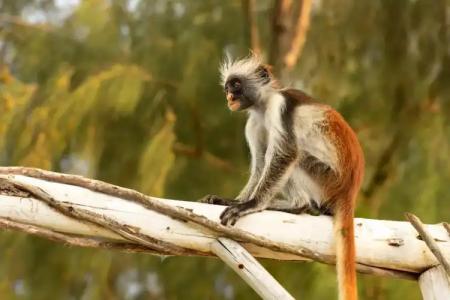 Paradise Beach Resort - 25