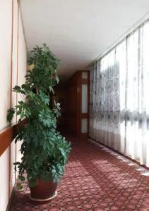 Oriental Palace - 15