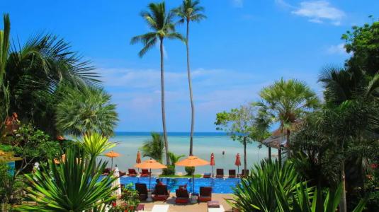 Palm Coco Mantra - 19