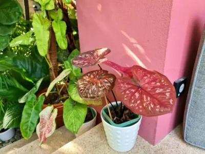 Bed and Terrace Guesthouse Chiang Mai - 86