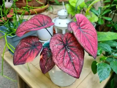 Bed and Terrace Guesthouse Chiang Mai - 79