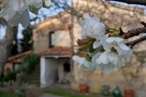 Podere Pinzicalari, Castel del Piano