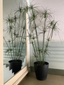 Columbia & Ninfea - 25