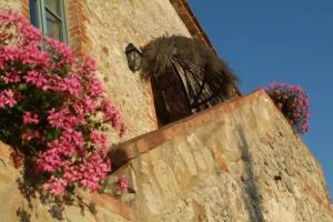Agriturismo Podere Alberese, Asciano