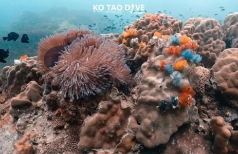 Ko Tao Resort Paradise Zone - SHA Plus - 129