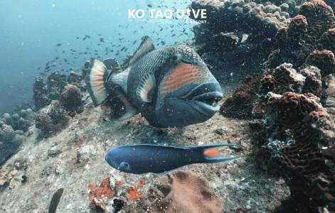 Ko Tao Resort Paradise Zone - SHA Plus - 130