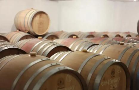 VINIFERA VINEYARDS - 16