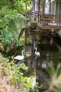 Golden Key Bordubet - 42