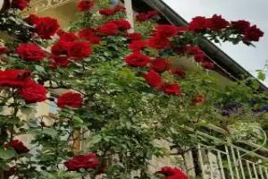 Anatolia cave hotel Pension, Goereme